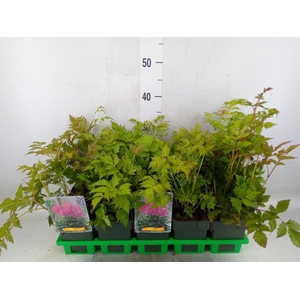 Astilbe japonica 'Mainz'