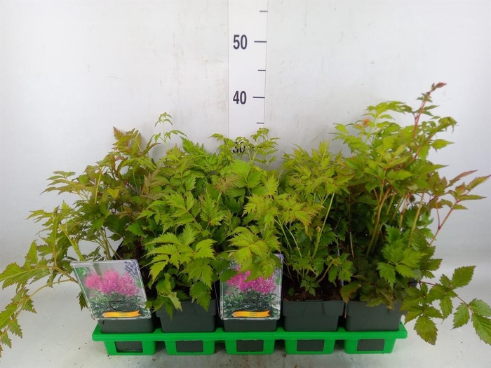 <h4>Astilbe japonica 'Mainz'</h4>