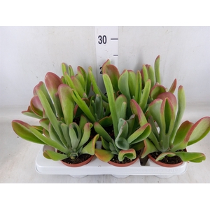 Kalanchoe NF   ...