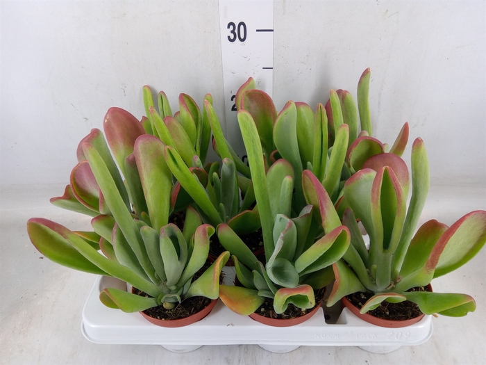 <h4>Kalanchoe NF   ...</h4>