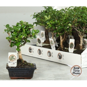 BONSAI GEM