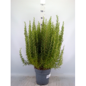 Rosmarinus officinalis   ...