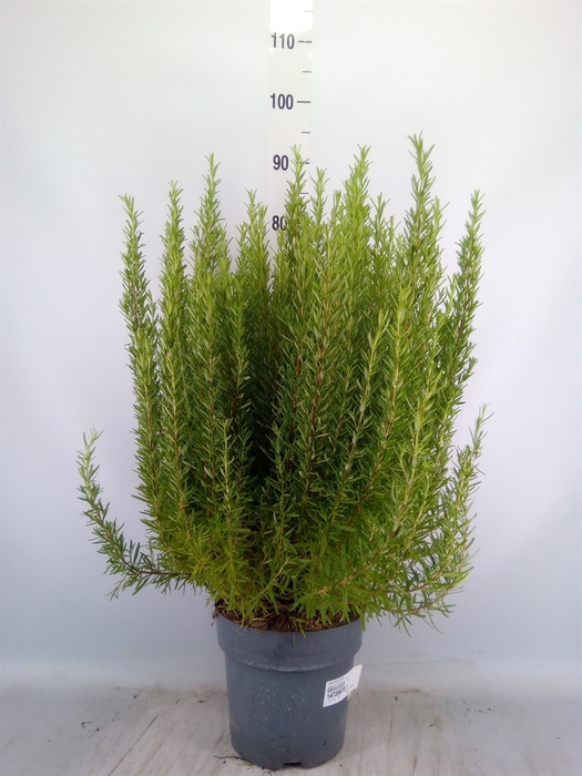 <h4>Rosmarinus officinalis   ...</h4>