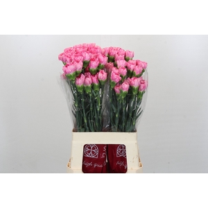 Dianthus St Tonic Golem