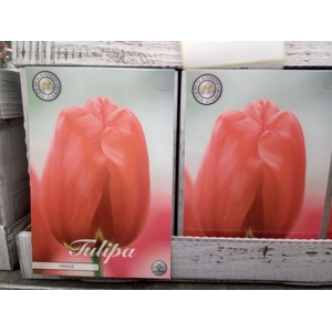 Tulipa   ...flowerbulbs