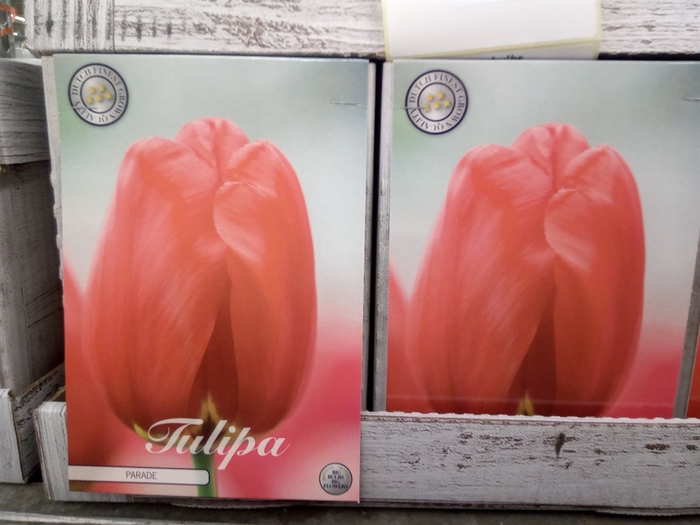 Tulipa   ...flowerbulbs