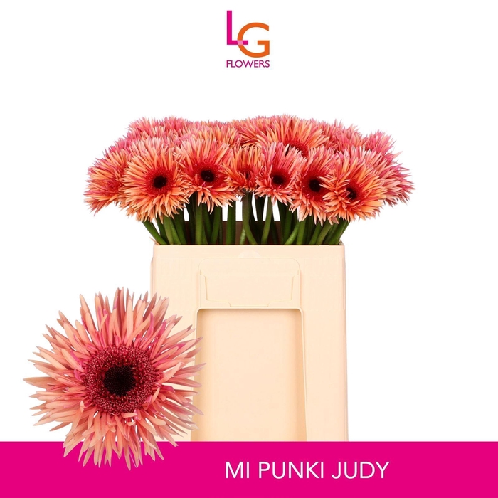 <h4>GERMINI PUNKI JUDY</h4>