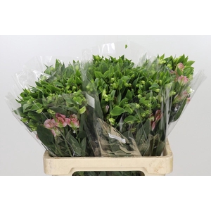 Alstroemeria Florinca Charmelia Pink