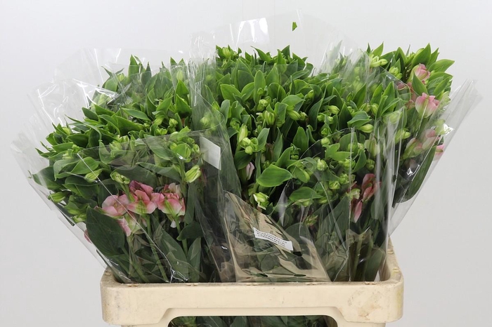 <h4>Alstroemeria Florinca Charmelia Pink</h4>