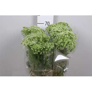 Ammi Visnaga