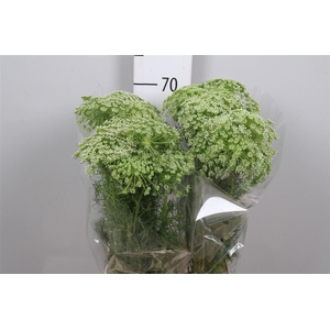 Ammi Visnaga