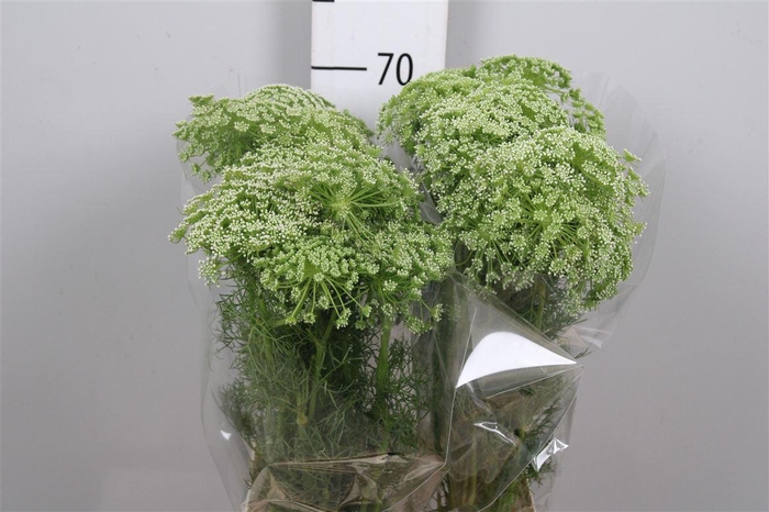<h4>Ammi Visnaga</h4>