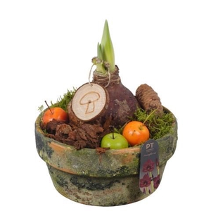 PTAA8843 Arrangement Amaryllis in terracotta schaal