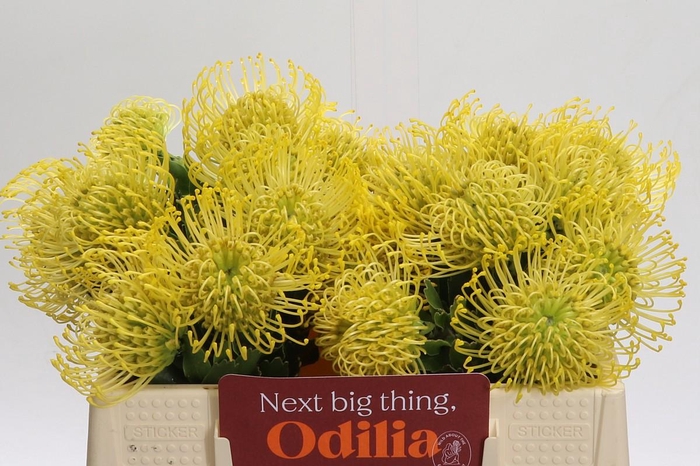 <h4>Nutans High Gold</h4>