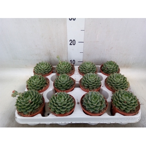 Echeveria   ...