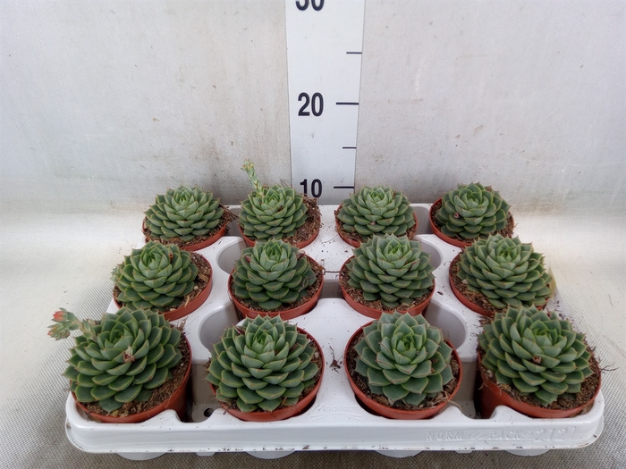 <h4>Echeveria   ...</h4>