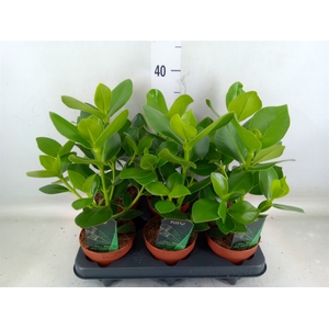 Clusia rosea 'Princess'