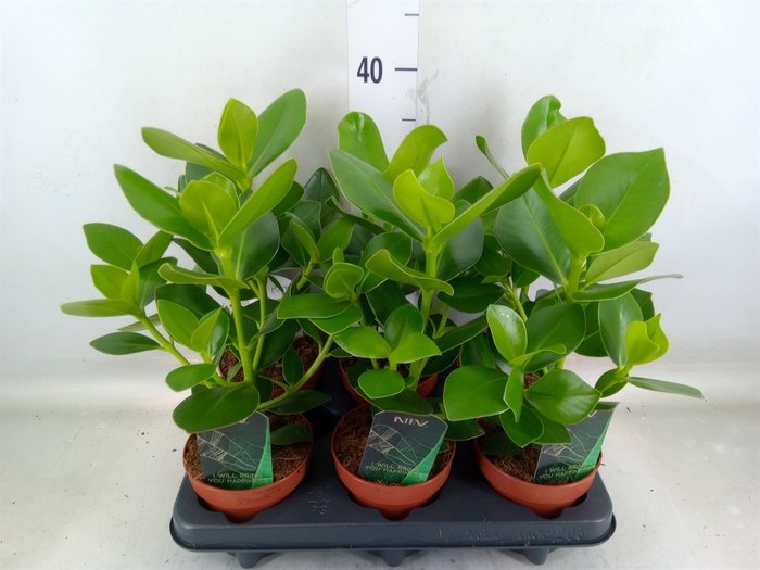 <h4>Clusia rosea 'Princess'</h4>