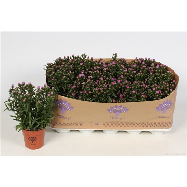 <h4>Aster Showmakers Baby Pink</h4>
