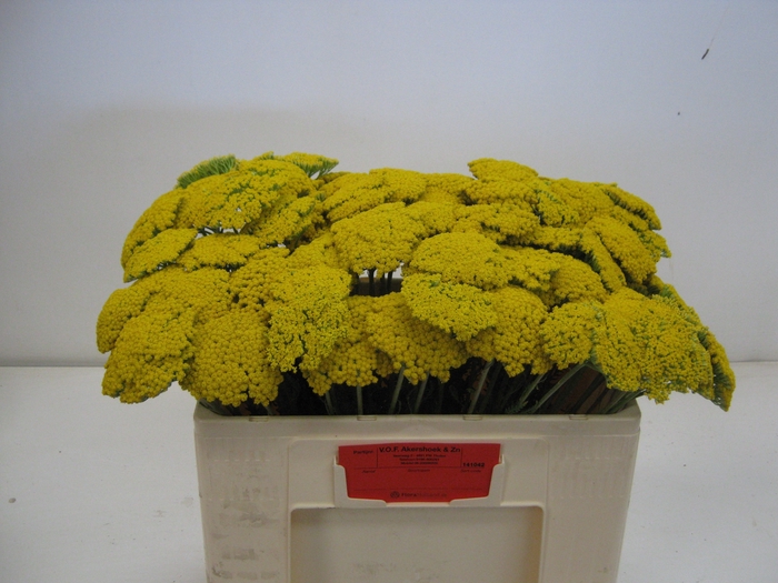 <h4>ACHIL F PARK VARIETY</h4>