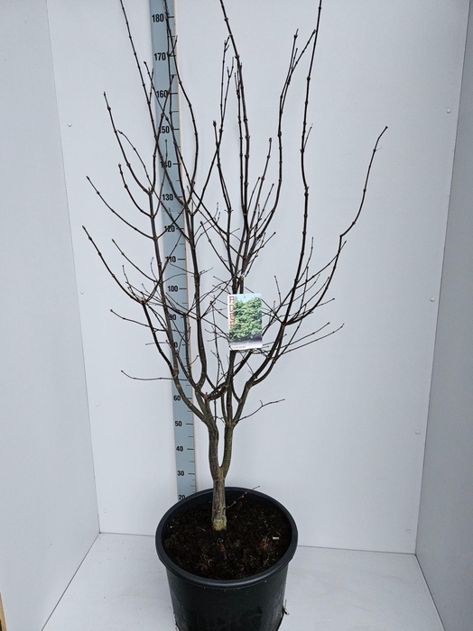 <h4>Acer palmatum Osakazuki</h4>