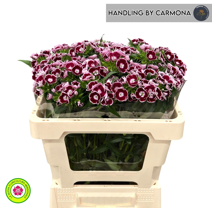 <h4>DI BARB KING BRE</h4>