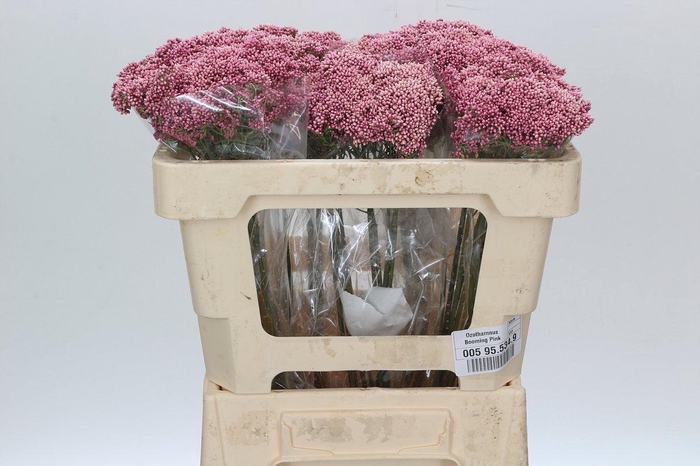 <h4>Ozothamnus Booming Pink</h4>