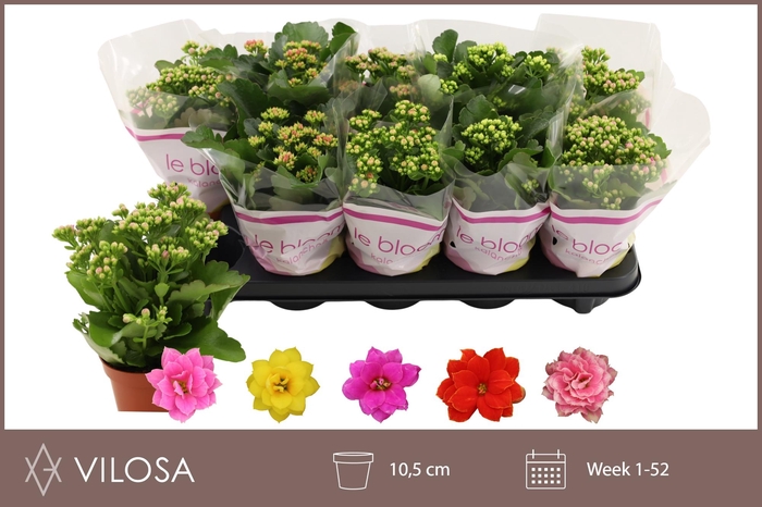 <h4>KAL GE GEM 5 KL</h4>