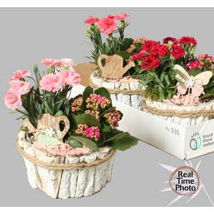 ARR TUINPLANTEN