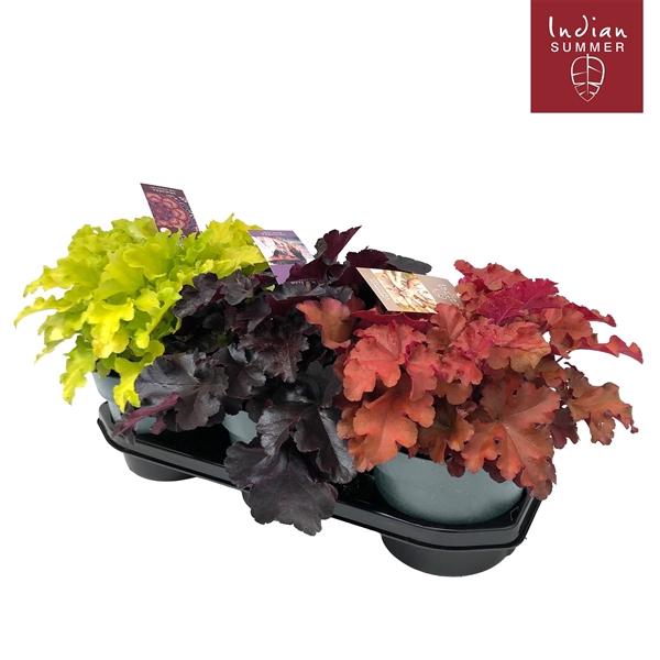 <h4>Heuchera 'Indian Summer' Mixtray</h4>