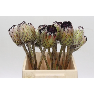 Protea Niobe No leaves