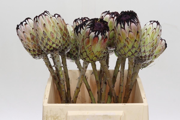 <h4>Protea Niobe No leaves</h4>