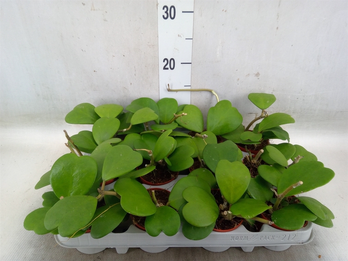 <h4>Hoya kerrii</h4>