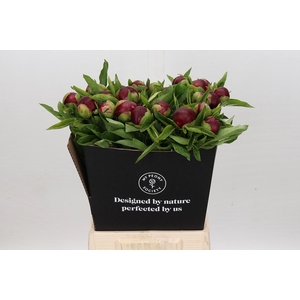 Paeonia Red Charm