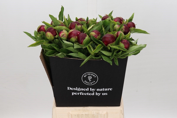 <h4>Paeonia Red Charm</h4>