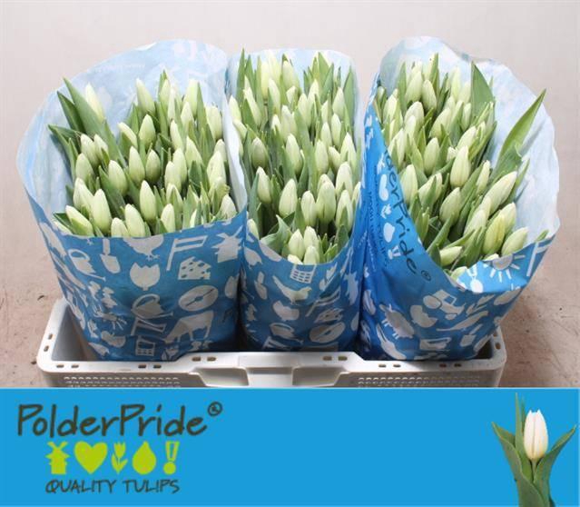 <h4>TU EN LANKA</h4>