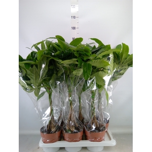 Pachira aquatica