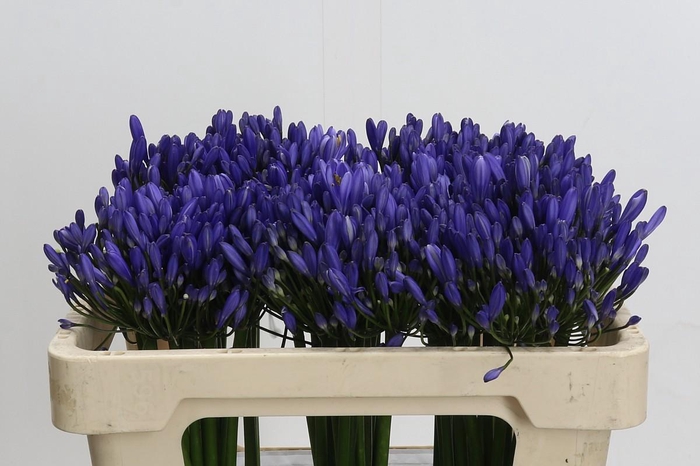 <h4>Agapanthus Uri</h4>