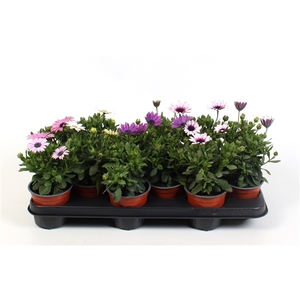 Osteospermum mixkar