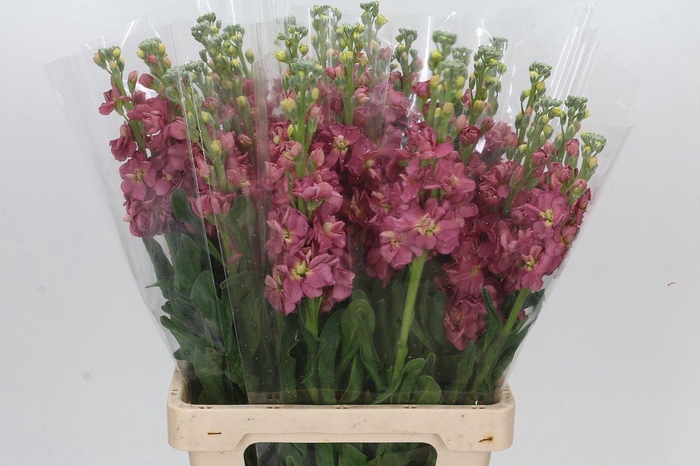 <h4>Matthiola incana StoX Antique Rose</h4>