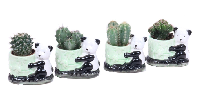 <h4>Cactus 5,5 cm in keramieke panda planter</h4>