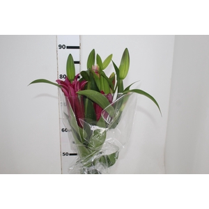 LIRIO TOUCHSTONE 090 CM HT 3/5 FLS