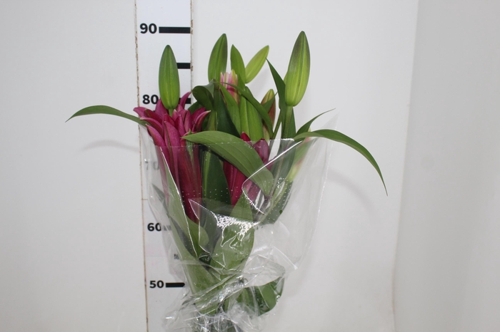 LIRIO TOUCHSTONE 090 CM HT 3/5 FLS