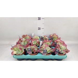 Kalanchoe NF thyrsiflora