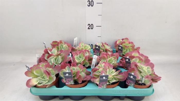 <h4>Kalanchoe NF thyrsiflora</h4>