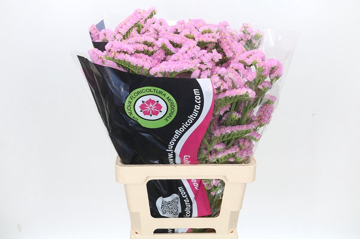 <h4>Limonium Statice Pink Rosa</h4>