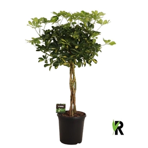 Schefflera Ar Overig stam gevlochten