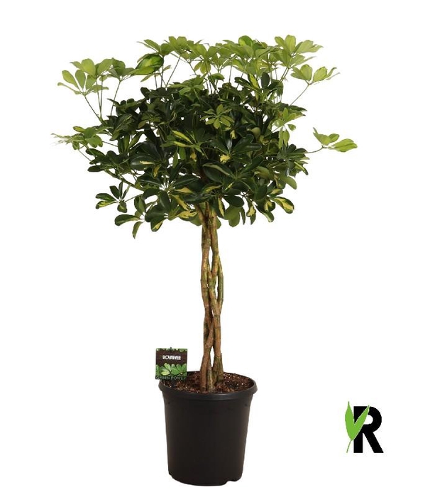 <h4>Schefflera Ar Overig stam gevlochten</h4>