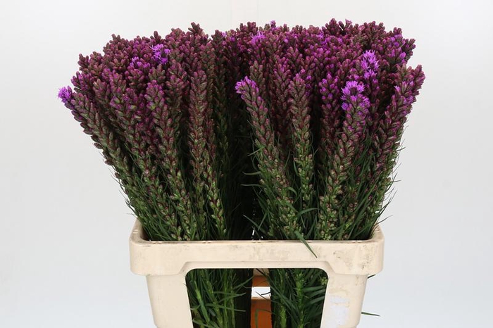 <h4>Liatris Callilepis Forest Lodge</h4>