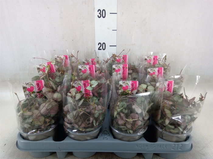 <h4>Ceropegia woodii 'Silver Glory'</h4>